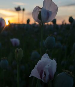 Close-up of flowering plant on field during sunset