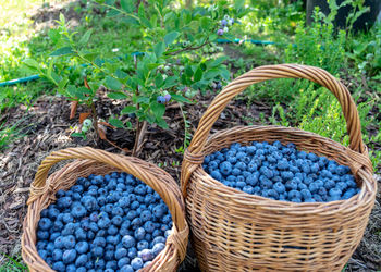 View of plants in basket