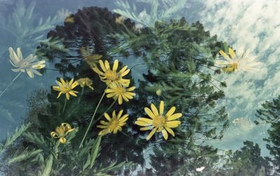 Close-up of yellow flowering plants