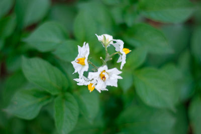 Directly above shot of white flowers blooming in park