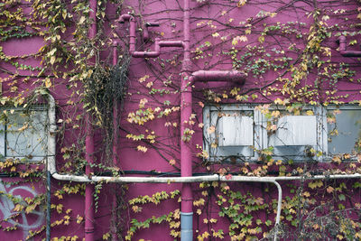 Creepers growing on pink wall