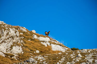 Low angle view of deer standing on rock against sky