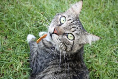 High angle portrait of cat relaxing on grassy field