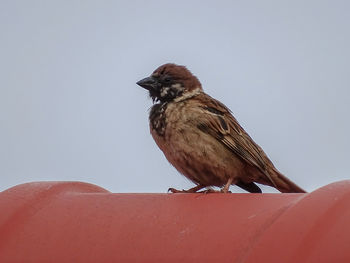 Close-up of bird perching on rock against clear sky