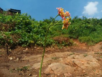 Close-up of flowering plants on land against sky