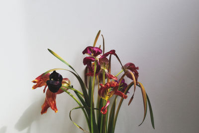 Close-up of flower vase against white background