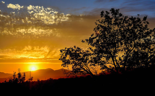 Silhouette tree against sky during sunset