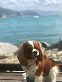 Dog looking at sea shore
