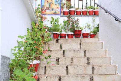 Potted plants on staircase