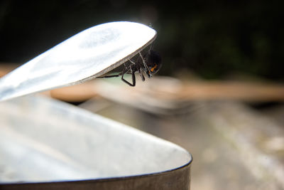 Close-up of fly on wood