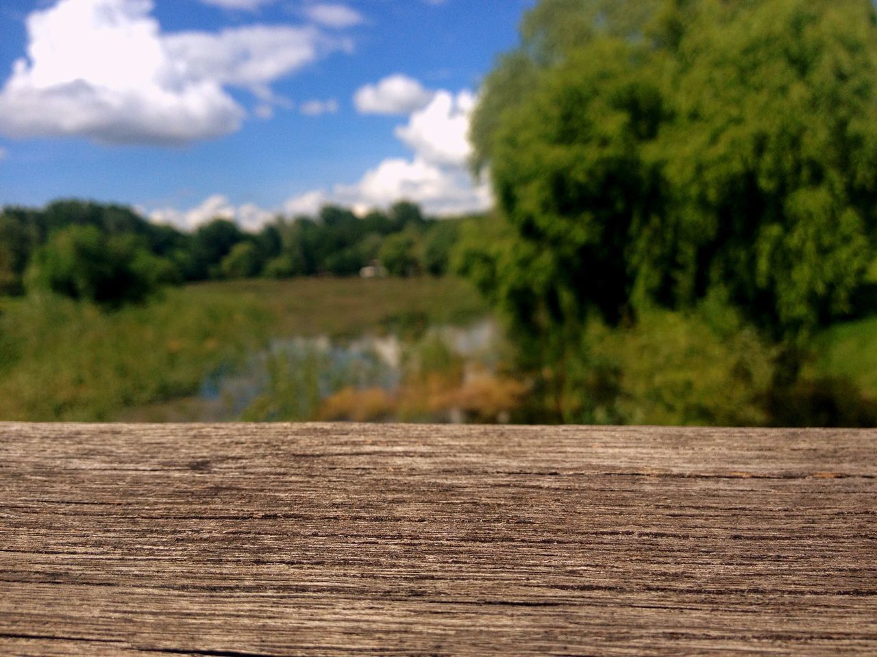 tree, tranquility, sky, tranquil scene, nature, beauty in nature, landscape, the way forward, scenics, growth, surface level, cloud - sky, cloud, wood - material, day, outdoors, no people, non-urban scene, green color, idyllic