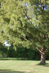 Trees on grassy field