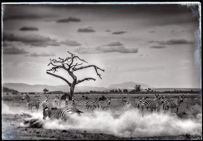 Scenic view of field against cloudy sky