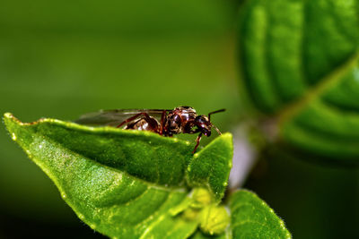 Close-up of insect on leaf