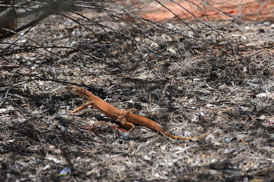 High angle view of lizard on field