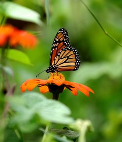 Close-up of butterfly pollinating on orange flower