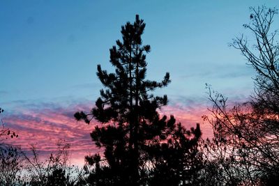 Low angle view of silhouette trees against sky