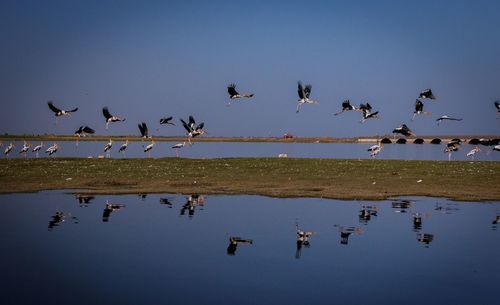 Flock of birds flying over lake