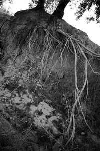 Bare trees on landscape