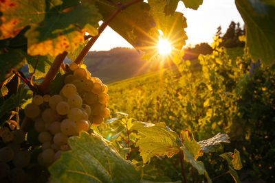 Close-up of grapes growing in vineyard at sunset