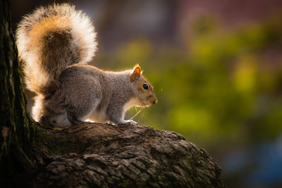 Squirrel on outdoors