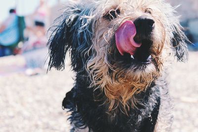 Close-up of dog licking mouth