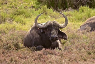 Water buffalo relaxing on grassy field