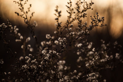 Close-up of flower tree