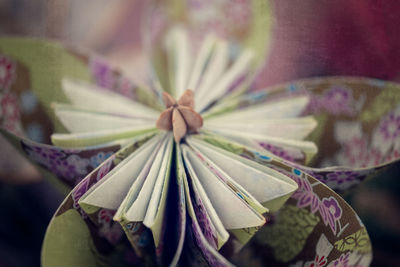 Close-up of succulent plant