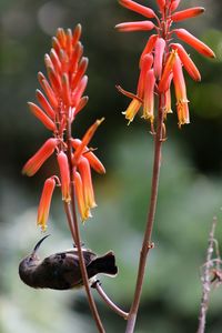 Close-up of red flowering plant