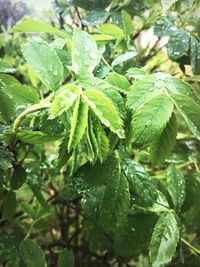 Close-up of wet plant