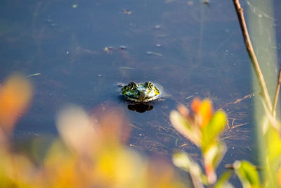 Close-up of spider on plant
