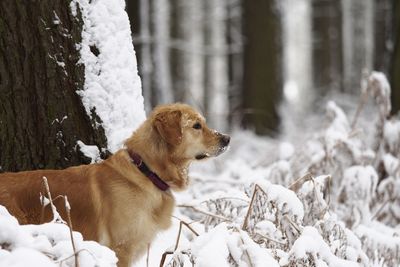 Dog on snow covered grass during winter