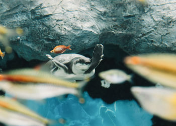 Fish swimming in sea