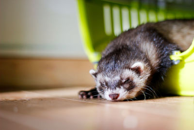 Close-up of a ferret sleeping on floot