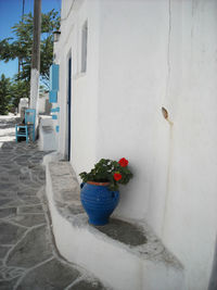 Potted plants on the wall