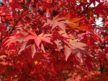 Close-up of maple leaves on tree during autumn