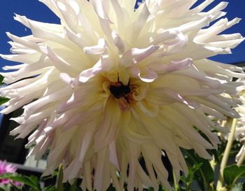 Close-up of pink flower blooming outdoors