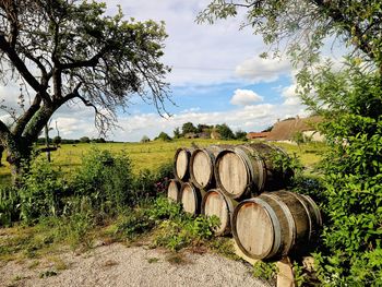 Barrels stacked on land by plants