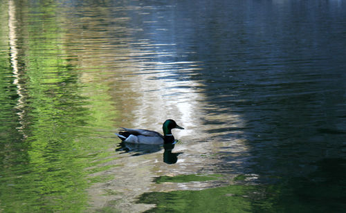 Duck swimming in lake