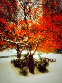 Red leaves on tree during autumn