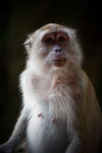 Close-up of monkey