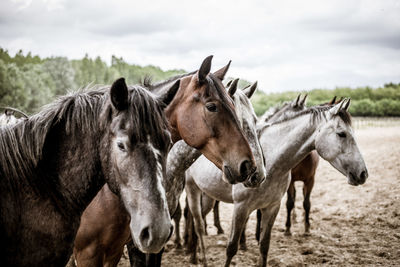 Horses in the field