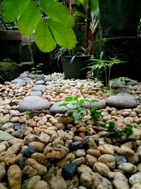 Close-up of pebbles