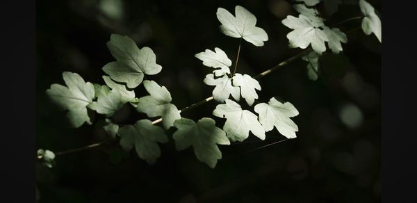 Close-up of white flowering plant