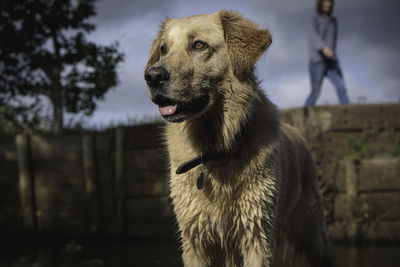 Dog looking away while standing on field