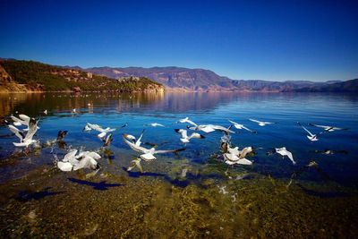 View of birds in lake against clear blue sky