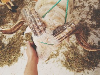 Close-up of hand petting a sheep 