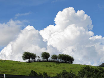 Low angle view of fresh green trees against sky