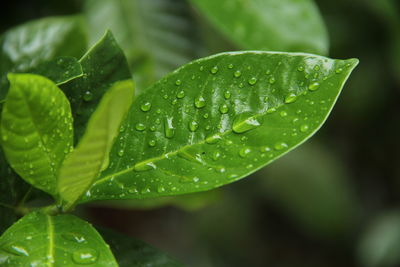 Close-up of wet plant leaves during rainy season